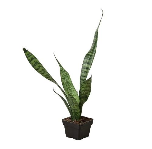 Zamioculcas Zamiifolia ZZ