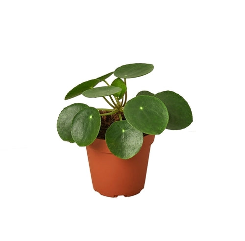 Schefflera Moonlight 'Umbrella Plant'