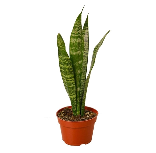 Zamioculcas Zamiifolia ZZ