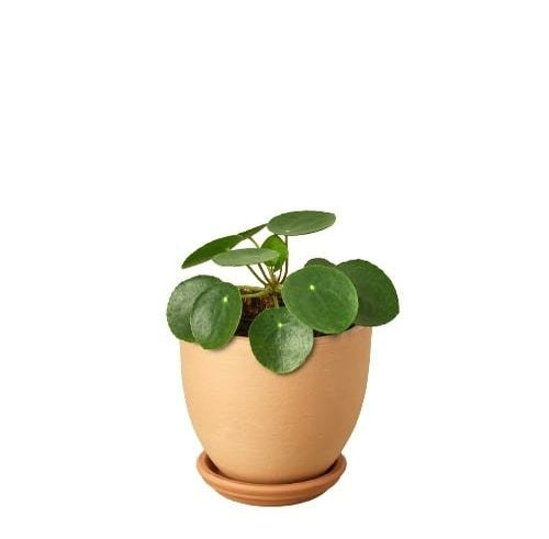 Schefflera Moonlight 'Umbrella Plant'
