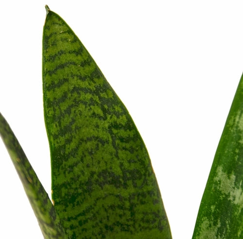 Zamioculcas Zamiifolia ZZ